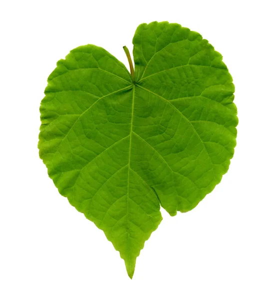 Green leave — Stock Photo, Image