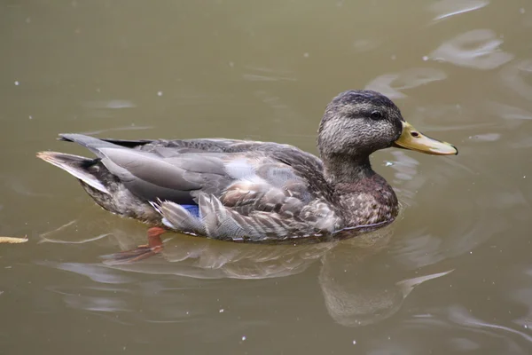 Pato mallard fêmea — Fotografia de Stock