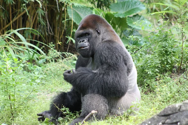 Zilver terug gorilla — Stockfoto