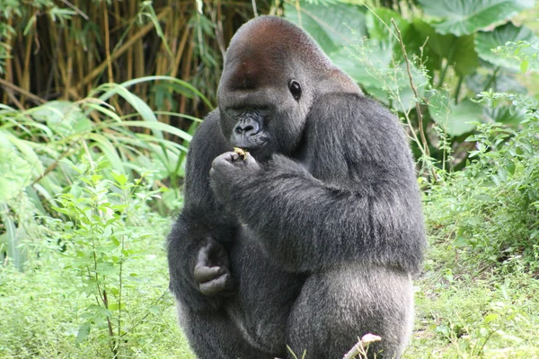Plata espalda gorila —  Fotos de Stock