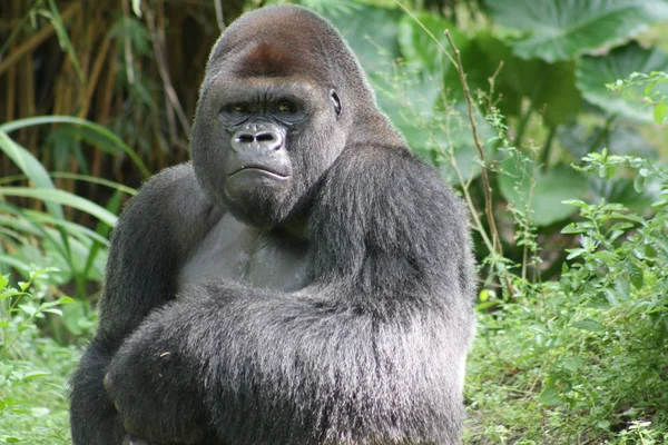 Plata espalda gorila — Foto de Stock