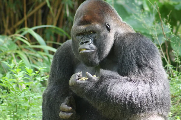 Silber zurück Gorilla — Stockfoto