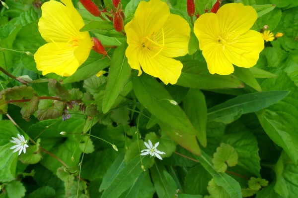 Interludio di fiori — Foto Stock