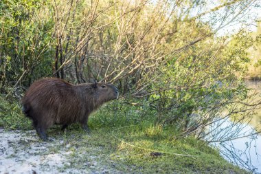 el palmar Milli Parkı, Arjantin üzerinde Capibara