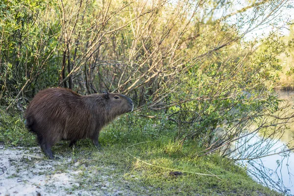 Capybara on El Palmar National Park, Argentina — Stock Photo, Image