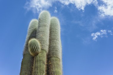 kaktüs humahuaca üzerinde jujuy Eyaleti, Arjantin.