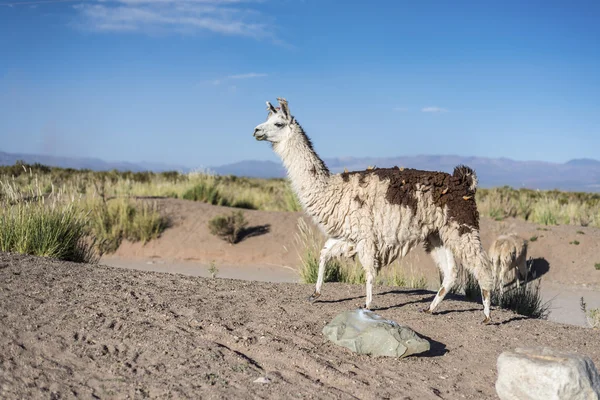 Lama in Salinas Grandes in Jujuy, Argentina . — Foto Stock