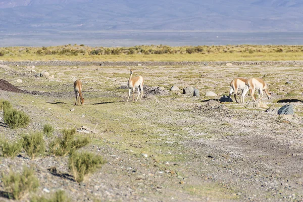 Vicuna jujuy, Arjantin, salinas grandes içinde. — Stok fotoğraf