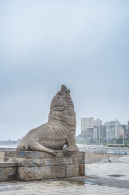 deniz aslanı mar del plata, buenos aires, Arjantin