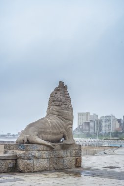 Sea Lion in Mar del Plata, Buenos Aires, Argentina clipart