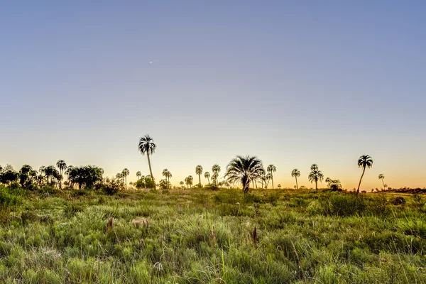 Nascer do sol no Parque Nacional El Palmar, Argentina — Fotografia de Stock