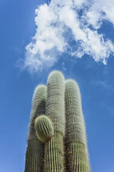 Cactus in Humahuaca on Jujuy Province, Argentina. — Stock Photo, Image