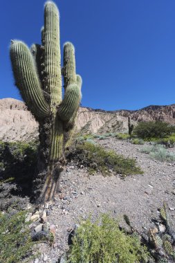kaktüs quebrada de humahuaca jujuy, Arjantin.