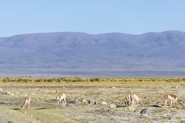 Vicuna in Salinas Grandes in Jujuy, Argentina. — Stock Photo, Image