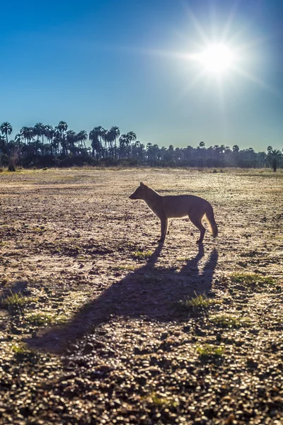 Mountain Fox on El Palmar National Park, Argentina — Stock Photo, Image