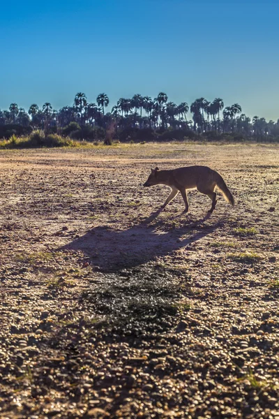 Raposa de montanha no Parque Nacional El Palmar, Argentina — Fotografia de Stock