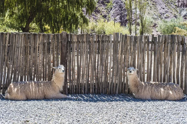 Llama in Purmamarca, Jujuy, Argentina. — Stock Photo, Image