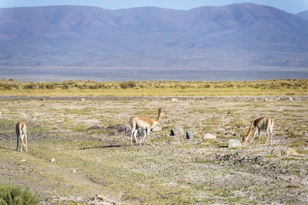 Vicuna in Salinas Grandes in Jujuy, Argentina. — Stock Photo, Image