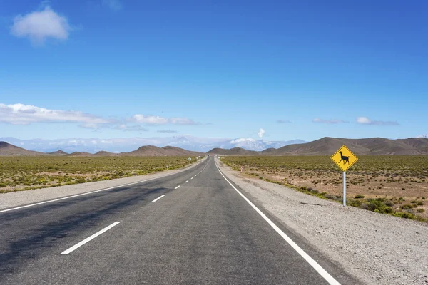 Los Cardones National Park in Salta, Argentina. — Stock Photo, Image