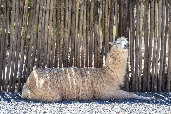 Llama in Purmamarca, Jujuy, Argentina. — Stock Photo, Image