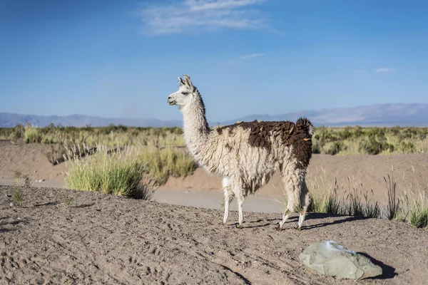 Lama in Salinas Grandes in Jujuy, Argentina . — Foto Stock