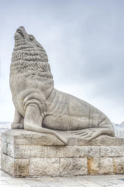 Zeeleeuw in mar del plata, buenos aires, Argentinië — Stockfoto