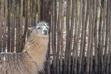 Lama purmamarca, jujuy, Arjantin.
