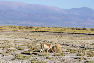 vicuna jujuy, Arjantin, salinas grandes içinde.