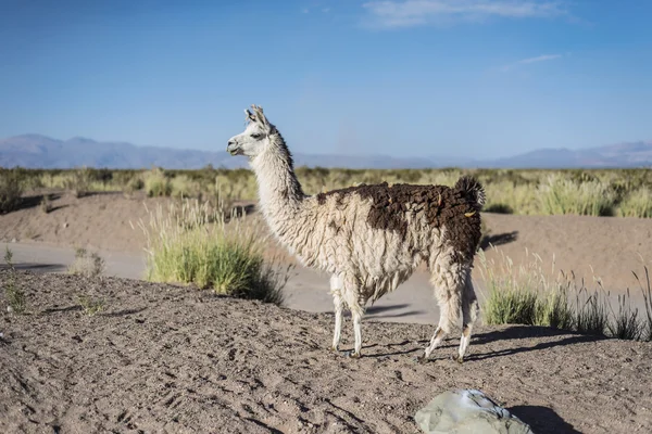 Llama in Salinas Grandes in Jujuy, Argentina. — Stock Photo, Image