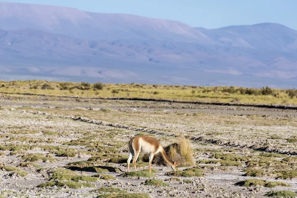 Vicuna jujuy, Arjantin, salinas grandes içinde. — Stok fotoğraf