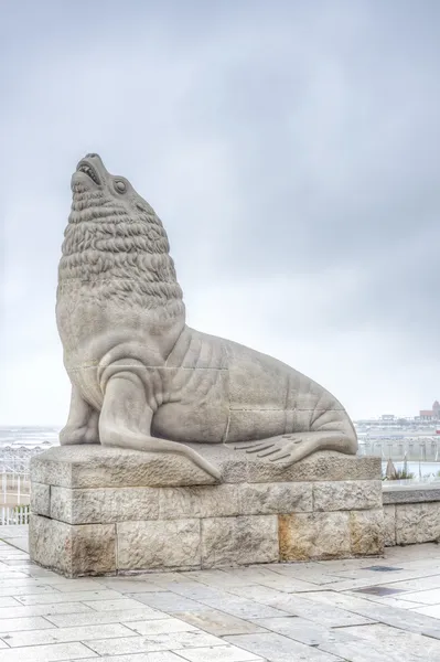 Морской лев в Мар дель Плата, Буэнос-Айрес, Аргентина — стоковое фото