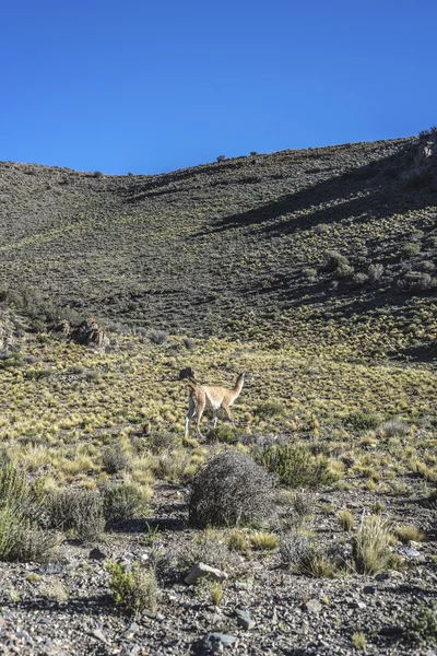 Oddělení Las heras v mendoza, argentina — Stock fotografie