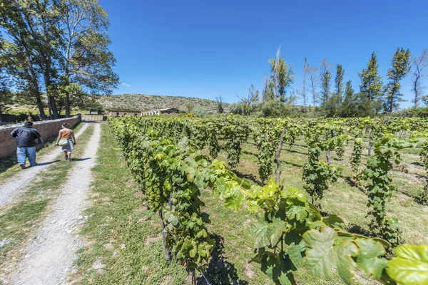 Vineyards in Payogasta in Salta, Argentina. — Stock Photo, Image