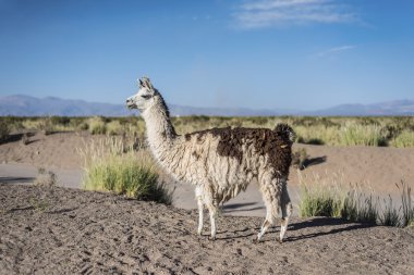 Lama jujuy, Arjantin, salinas grandes içinde.