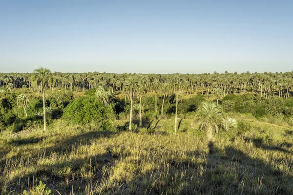 Palms on El Palmar National Park, Argentina — Stock Photo, Image