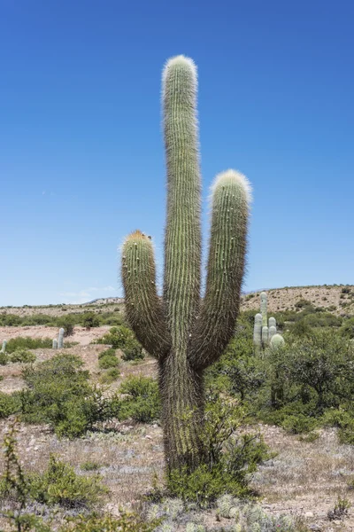 Cactus Quebrada de Humahuaca in Jujuy, Argentina. — Stock Photo, Image