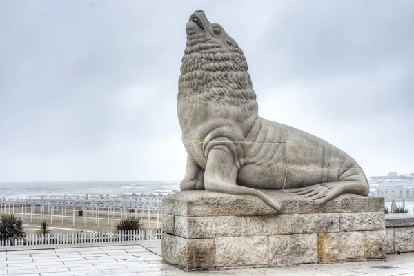 Deniz aslanı mar del plata, buenos aires, Arjantin — Stok fotoğraf