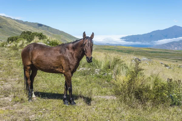 Tafi del valle lake in tucuman, Argentinië. — Stockfoto