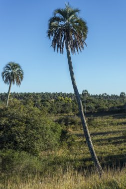 el palmar Milli Parkı, Arjantin avucunda