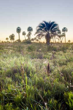 el palmar Milli Parkı, Arjantin Sunrise