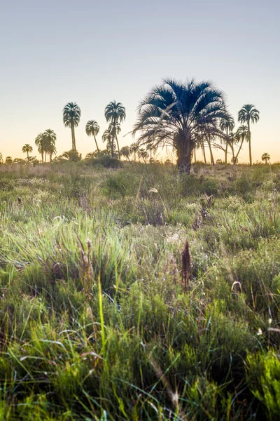 Východ slunce na el palmar národní park, argentina — Stock fotografie