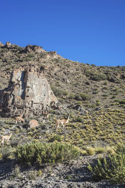 Dipartimento di Las Heras a Mendoza, Argentina — Foto Stock