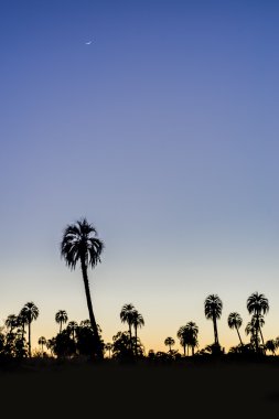 el palmar Milli Parkı, Arjantin Sunrise