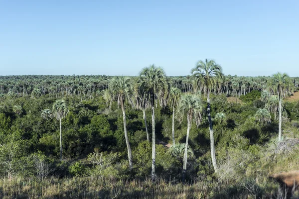 Palms on El Palmar National Park, Argentina — Stock Photo, Image