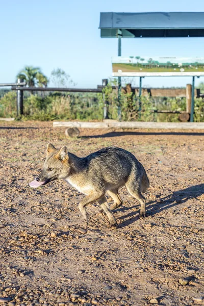 Raposa de montanha no Parque Nacional El Palmar, Argentina — Fotografia de Stock