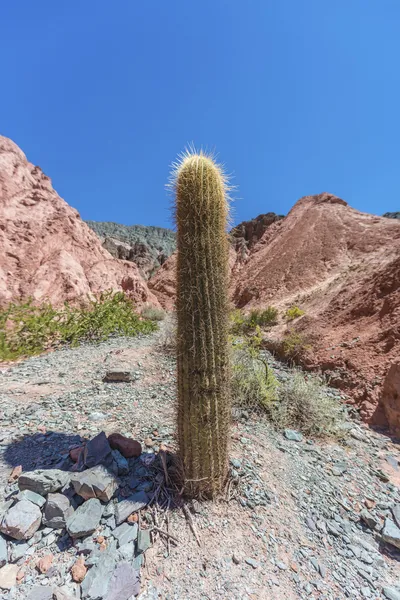 Kaktus v purmamarca, jujuy, argentina. — Stock fotografie
