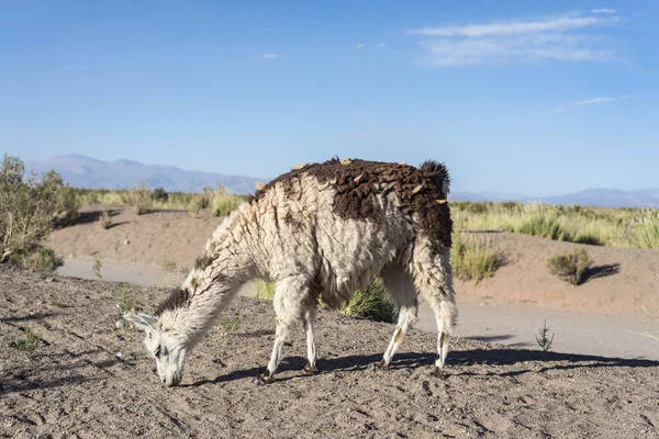 Llama en Salinas Grandes en Jujuy, Argentina . — Foto de Stock