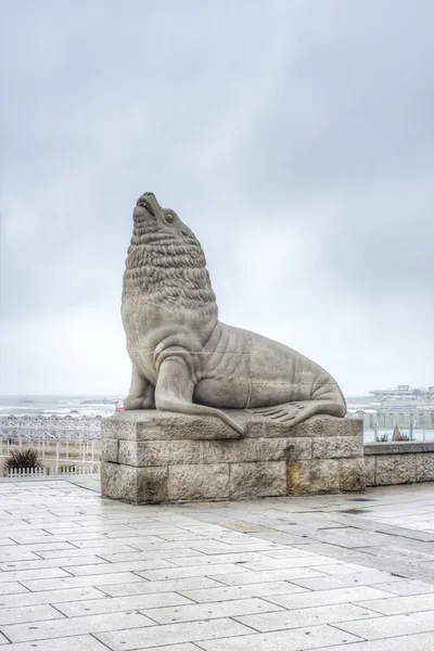 Zeeleeuw in mar del plata, buenos aires, Argentinië — Stockfoto