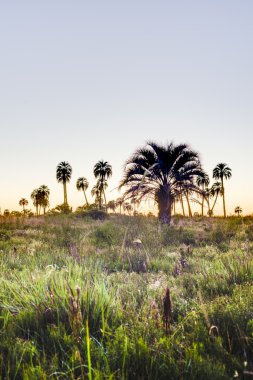 el palmar Milli Parkı, Arjantin Sunrise