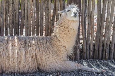 Lama purmamarca, jujuy, Arjantin.